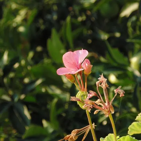 Melini Appartamento Patitiri