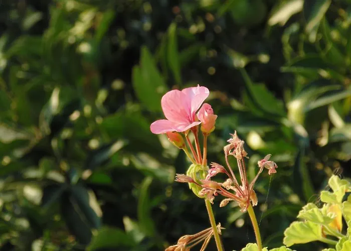 Melini Lägenhet Patitiri
